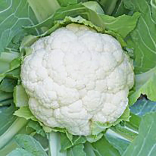 カリフラワー 種 【 清月 】 2500粒（キダネ） ( カリフラワーの種 )