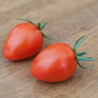 トマト 種 【 トマトベリー オペラ 】 100粒 ( トマトの種 )|【菜園くらぶ】家庭菜園の専門店