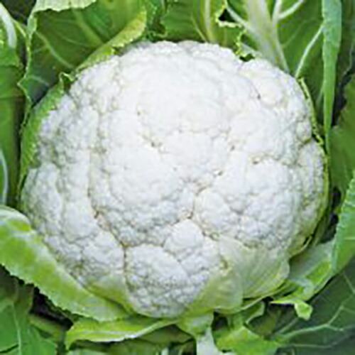 カリフラワー 種 【 雪月 】 ペレット5千粒 ( カリフラワーの種 )