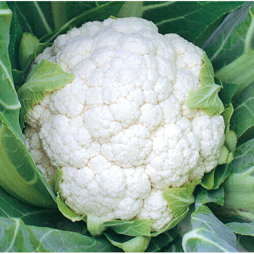 カリフラワー 種 【 寒月 】 ペレット5千粒 ( カリフラワーの種 )