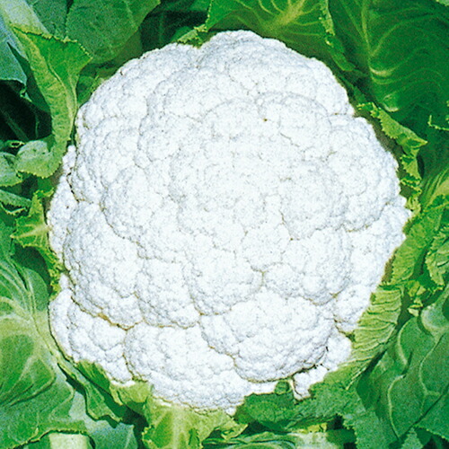 カリフラワー 種 【 三春 】 ペレット5千粒 ( カリフラワーの種 )