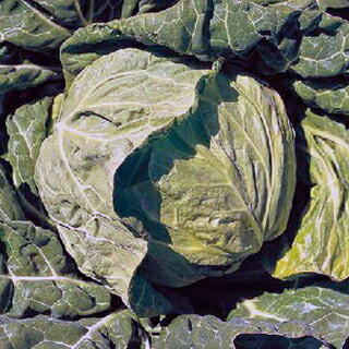 MASUDA とくみつ キャベツの種 3000粒 楽天市場】増田採種場 とくみつ キャベツ種子 3000粒 : 種苗