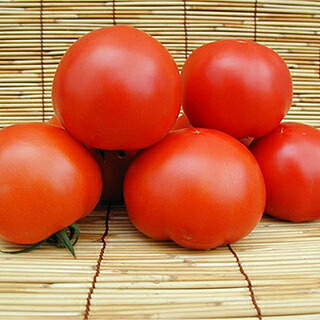トマト 種 【 TY夏和恋 】 小袋(500粒) ( トマトの種 )｜【菜園くらぶ】家庭菜園の専門店