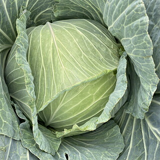 楽天市場】キャベツ 種 【 とくみつ 】 3000粒 ( キャベツの種