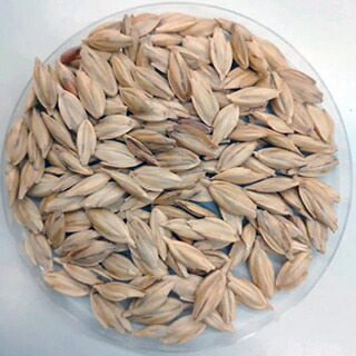 楽天市場】小麦 種 【 有機古代小麦 スペルト小麦 】 中袋 ( 小麦の種