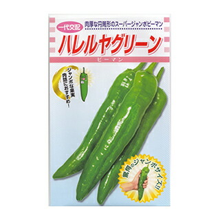 ピーマン 種 【 ハレルヤ　グリーン 】 小袋（500粒） ( ピーマンの種 )