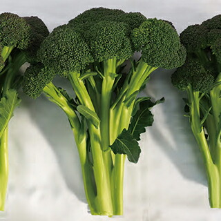 ブロッコリー種　サマードーム　125粒×5袋　未開封有効期限切れ