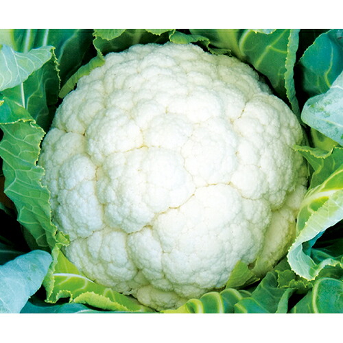 カリフラワー 種 【 琴月 】 ペレット5千粒 ( カリフラワーの種 )
