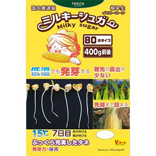 トウモロコシ 種 【 ミルキーシュガー80 】 2000粒 ( とうもろこしの種 )
