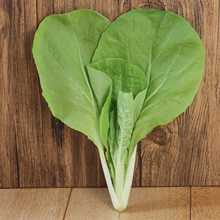 サントウサイ 種 【 高温発光サラダ菜菜っぱ 】 1L ( 山東菜の種 )