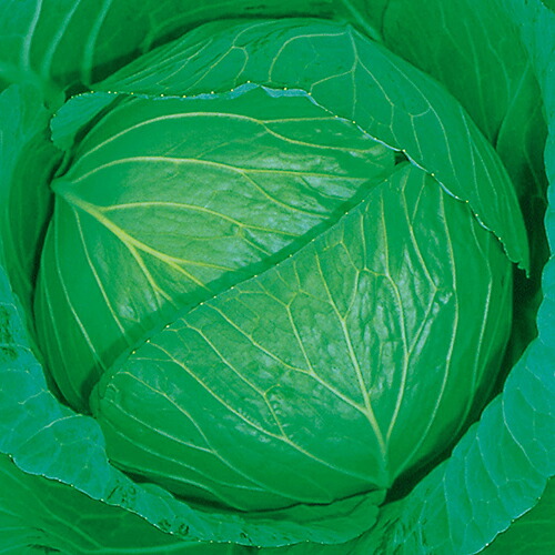キャベツ 種 【 ＹＲ藍宝 】 ペレット5千粒 ( キャベツの種 )｜【菜園くらぶ】家庭菜園の専門店