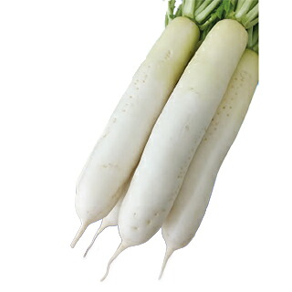 ダイコン 種 【 褄切伝蔵 3Lコート 】 5千粒 ( ダイコンの種 )|【菜園くらぶ】家庭菜園の専門店