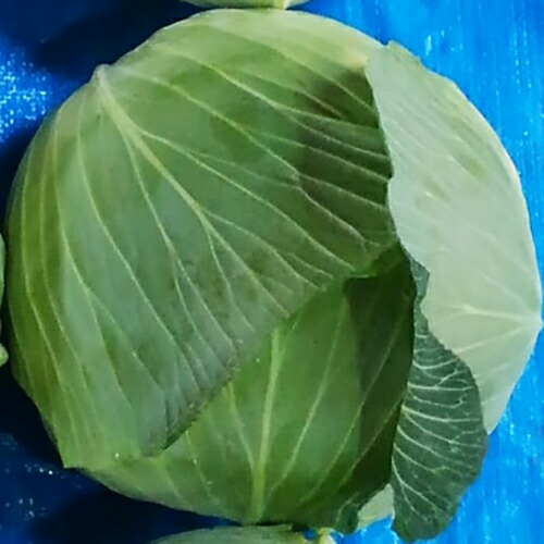 球菜 種 【 春一番 】 ペレット5千粒 ( 球菜の種 )