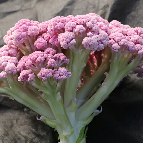 楽天市場】カリフラワー パープルフラワー 5ml(およそ660粒) (株