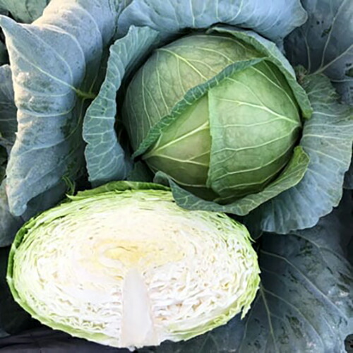 玉菜 種 【 藍王 】 厚地の外套5千粒 ( 玉菜の種 )