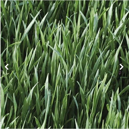 緑肥 種 【 ライムギ 】 900g ( 緑肥の種 )｜【菜園くらぶ】家庭菜園の専門店