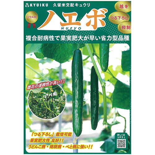 胡瓜 種 【 ノエボ 】 350粒 ( 胡瓜の種 )
