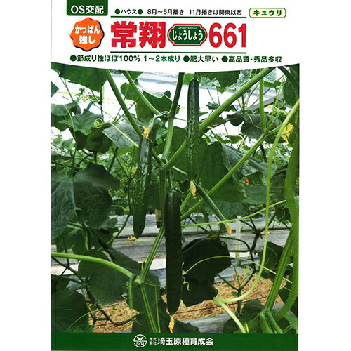 胡瓜 種 【 常翔（じょうしょう）６６１ 】 350粒 ( 胡瓜の種 )