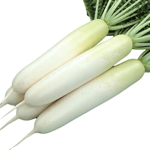ダイコン 種 【 夏秋自慢 】 キダネ8000粒 ( ダイコンの種 )｜【菜園くらぶ】家庭菜園の専門店