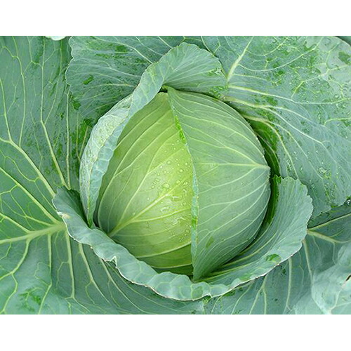 球菜 種 【 シュシュ 】 ペレット5000粒 ( 球菜の種 )