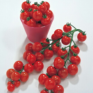 フルティカトマトの種 1000粒 中玉トマトの種 フルティカ 1,000粒 ( 野菜の種 ) : 菜園くらぶ