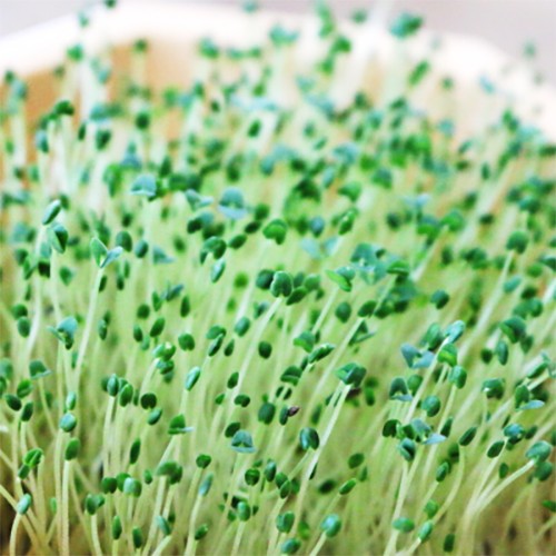 スプラウト 種 【 チアシード 】 小袋 250g ( スプラウトの種 )