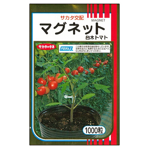 赤茄子用台木 種 【磁石】 1,000粒 （ 種 蔬菜 蔬菜内果皮 蔬菜種 ）