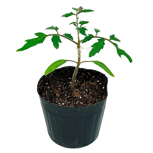 赤茄子用台木 種 【立ちはだかる】 1,000粒 （ 種 蔬菜 蔬菜内果皮 蔬菜種 ）