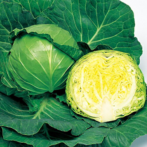 玉菜 種 【 ジャンヌ 】 内果皮 L5千粒 （ 種 蔬菜 蔬菜内果皮 蔬菜種 ）