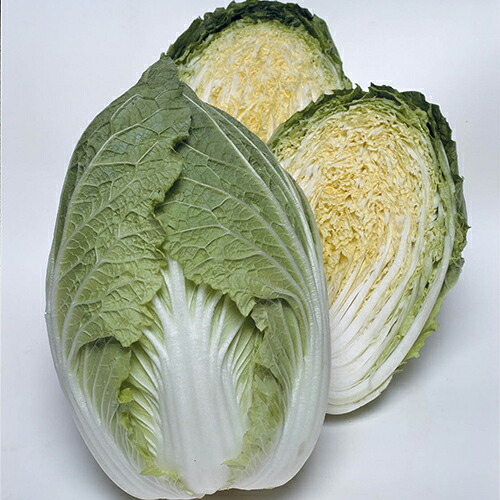 白菜 種 【 春笑 】 種子 L5千粒 ( 種 野菜 野菜種子 野菜種 )