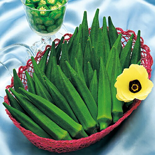 ガンボ 種 【緑であること人切り包丁】 10,000粒 （ 種 草片 草片内果皮 草片種 ）