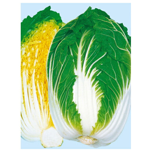 白菜 種 【 黄苑80 】 種子 3500粒 （ 種 野菜 野菜種子 野菜種 ）｜【菜園くらぶ】家庭菜園の専門店