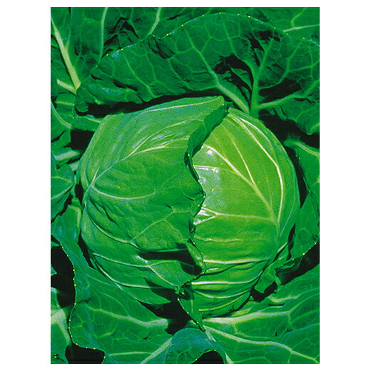 キャベツ 種 【 藍春 (らんしゅん) ゴールド 】 種子 2500粒 （ 種 野菜 野菜種子 野菜種 ）