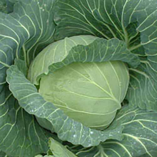 玉菜 種 【 来喜（らいき） 】 内果皮 厚地の外套５千粒 （ 種 蔬菜 蔬菜内果皮 蔬菜種 ）
