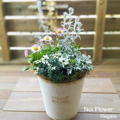 楽天市場 送料無料 デザイナーお任せ ブリキの鉢に季節の寄せ植え寄せ植え ギフト 母の日 ノイフラワーレガーロ