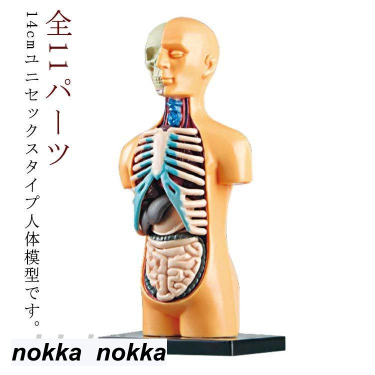 骨格標本　キーホルダー 人体模型】骨格キーホルダー(股関節)【骨格標本】