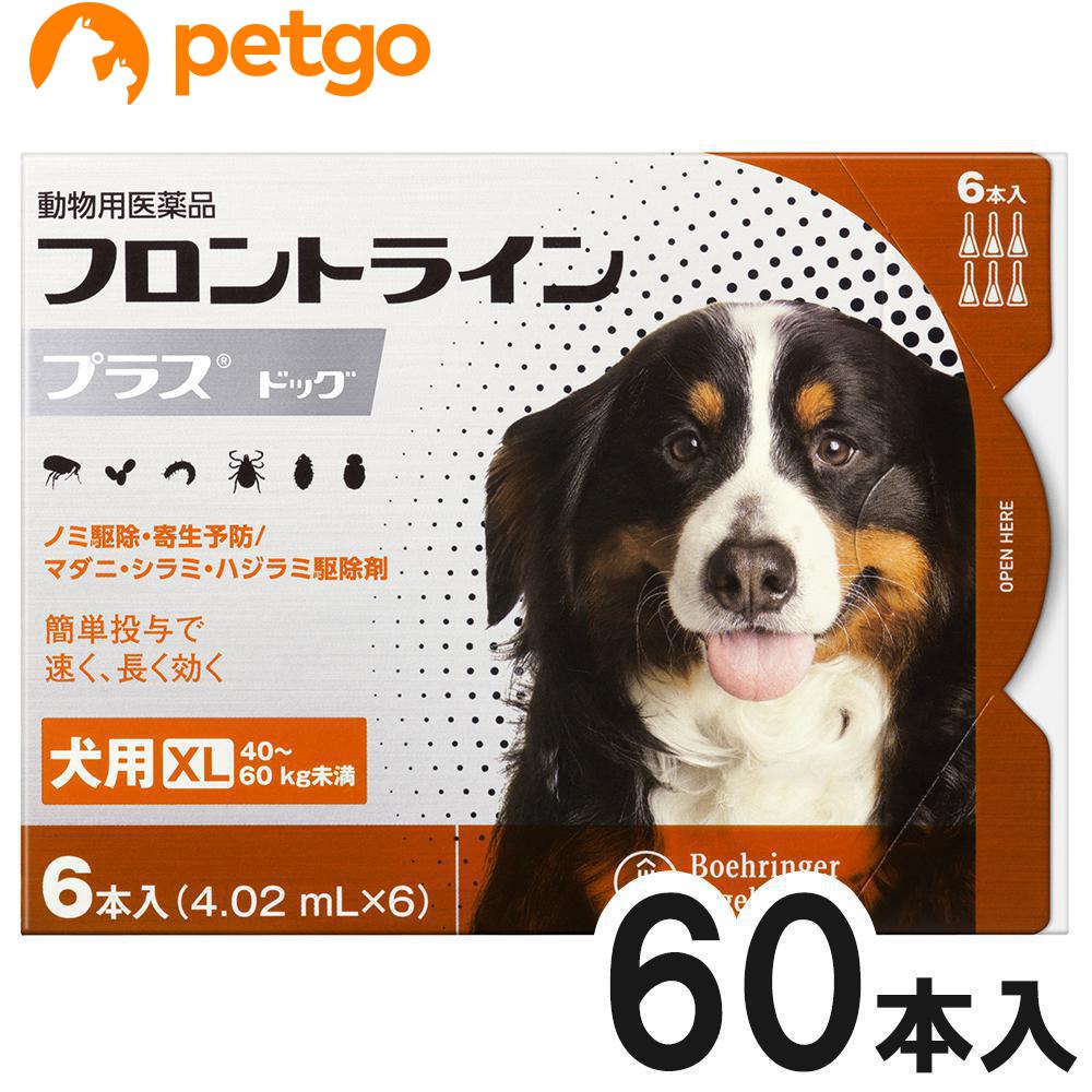 市場 あす楽 ３個セット 100mL×３個 動物用医薬品 犬猫 フロント