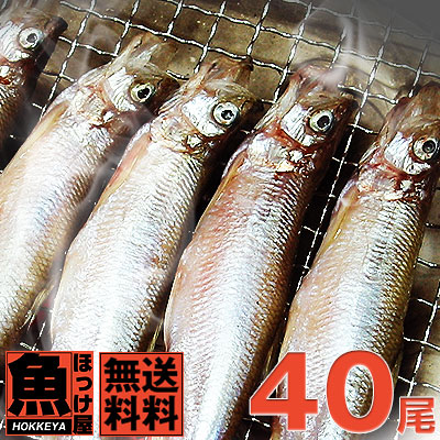【送料無料】北海道（広尾産）ししゃも <br>大メス20尾　大オス20尾の夫婦ししゃもセット<br>（化粧箱入）【本ししゃも】<br>ギフト お歳暮 内祝い 贈り物 母の日 父の日