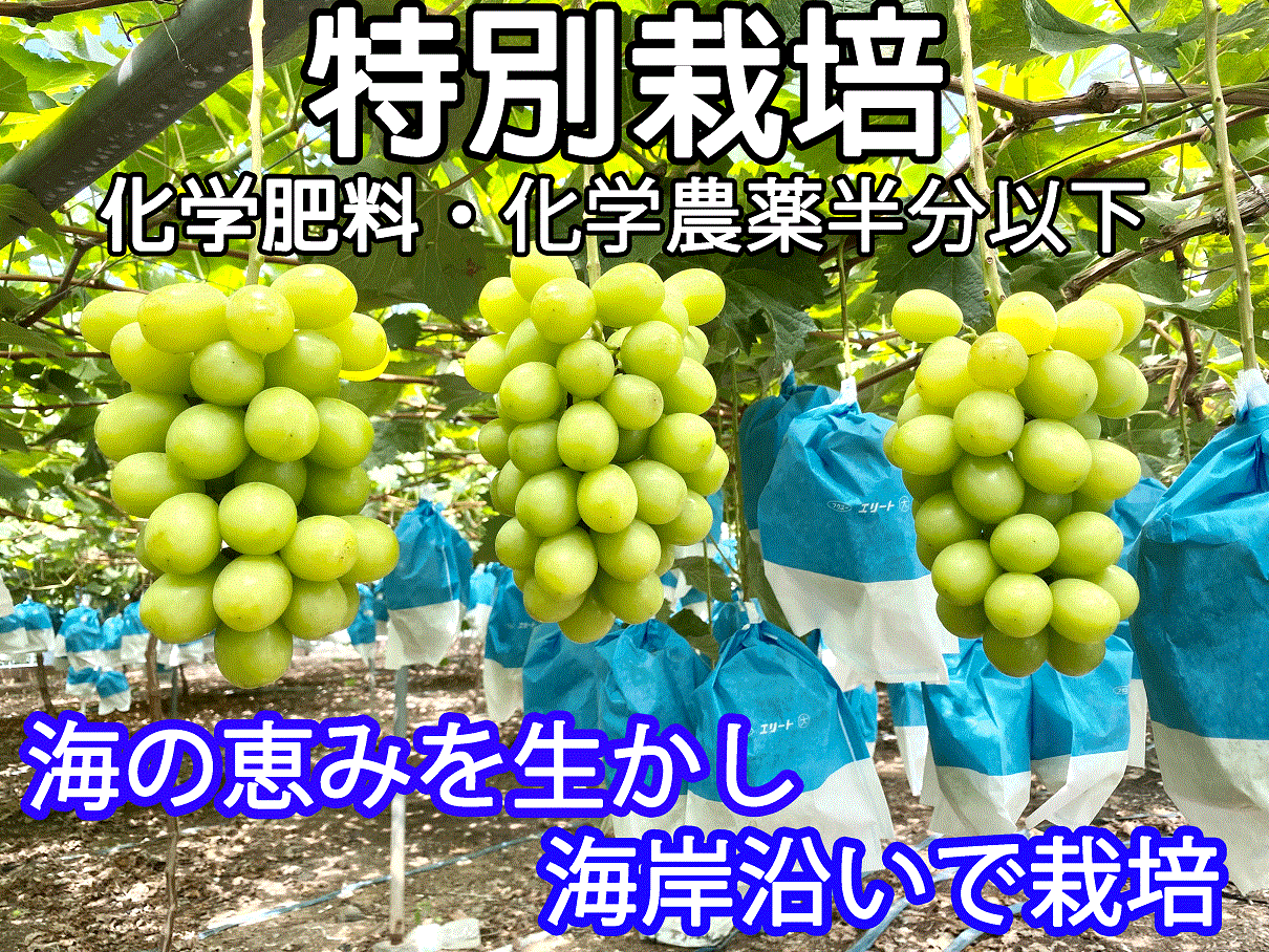 天山とシャインマスカット　４キロ　セール！　長野県産　減農薬　送料無料　甘い シャインマスカット 4キロ 甘い♪ セール！ 長野県産 減農薬