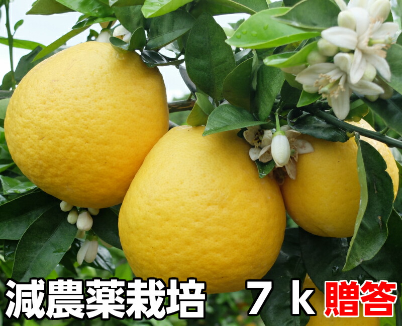 河内晩柑 秀品 7k 減農薬 栽培 発祥の地 熊本 ジューシーオレンジ  果物ソムリエが作る 送料無料　ギフト オレンジ 美味しい ミカン 九州 みかん 美生柑 愛媛 河内晩柑 おいしいく安心 安全 グレープフルーツ 和歌山 夏文旦 天草晩柑 愛媛 プレゼント　グルメ お取り寄せ