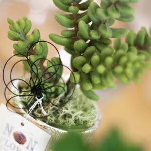 多肉植物silverpot ビアホップ Box好運 作物華 アレンジ たわい無いギフ 梱包 楽ギフ のし宛郵信 楽ギフ メッセインプット 05p19jun15 Doorswindowsstairs Co Uk