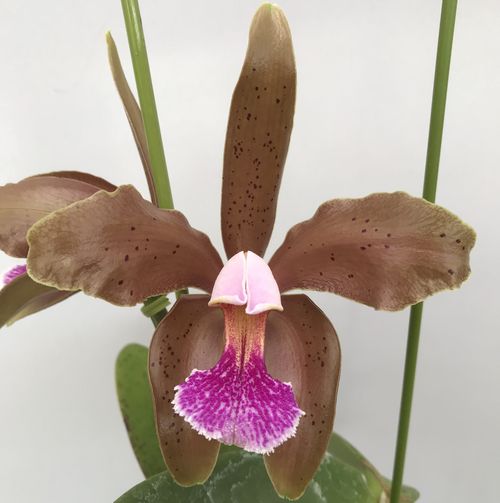 洋蘭 洋ラン カトレア テネブロッサー 'サッポロ' 洋蘭 洋ラン