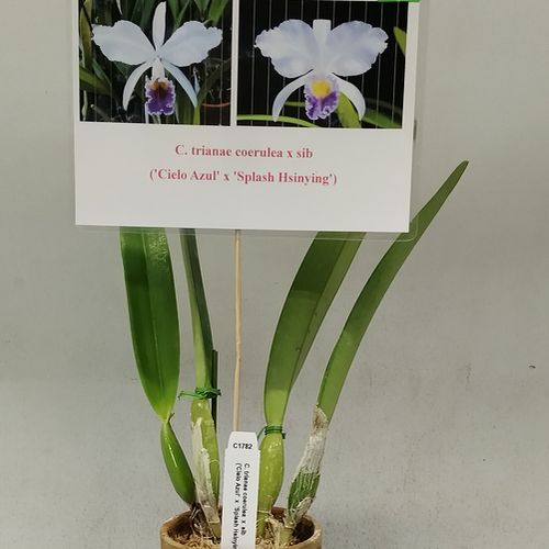 洋蘭 原種 C warscewiczii ‘Trystar’ （OG Div）株充実のトップリード株！ x sibカトレア属ワーセウィッチ x