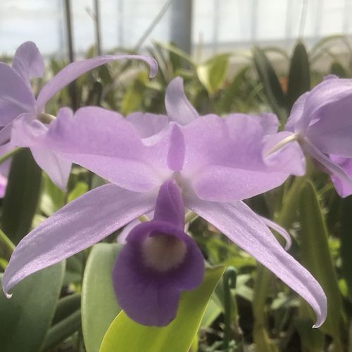 【楽天市場】C.skinneri coerulea'My Blue Heaven' 【OG】カトレヤ属 スキンネリ セルレア’マイブルーヘブン ...