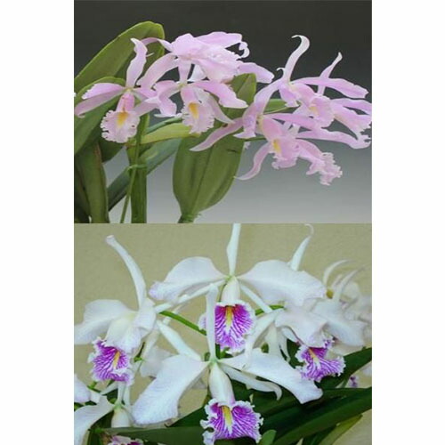 楽天市場】C. maxima x sib カトレア、マキシマxシブリング : 野中洋蘭園