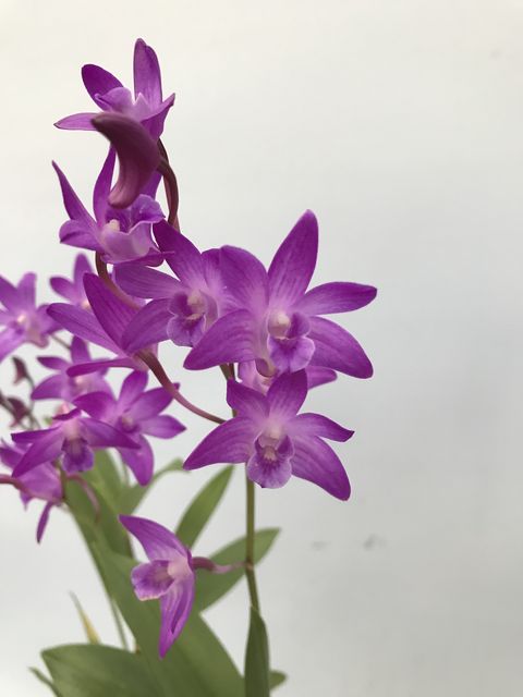 楽天市場 Den Kingianum Spring Red デンドロビウム属キンギアナム スプリング レッド 野中洋蘭園