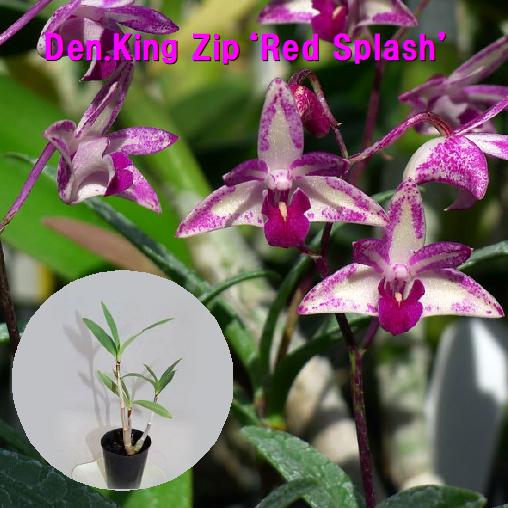 楽天市場 Den King Zip Red Splash 小株デンドロビューム属 キング ジップ レッドスプラッシュ 小株 野中洋蘭園