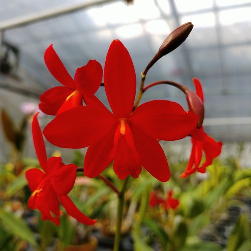 【楽天市場】Stanfieldara Orange Stardust スタンフィールダラ属オレンジスターダスト：野中洋蘭園