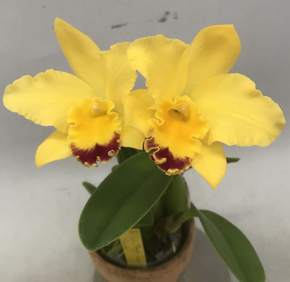 楽天市場】C.tenebrosa Vinicolor xsibカトレア属テネブロッサ : 野中