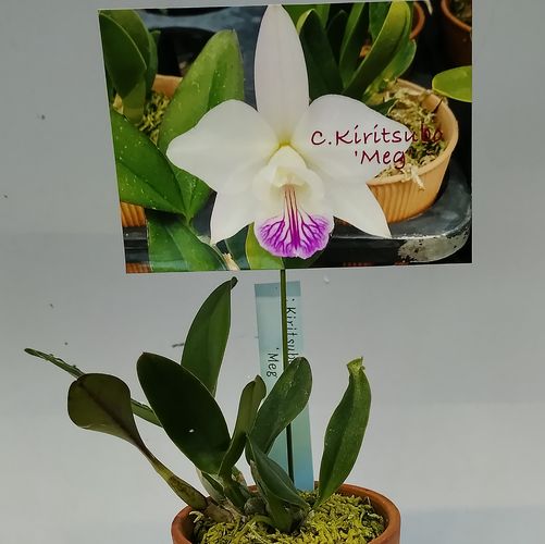 楽天市場】C.araori x Rlc.Malworth'Orchidglade'FCC/AOS, AM/JOS